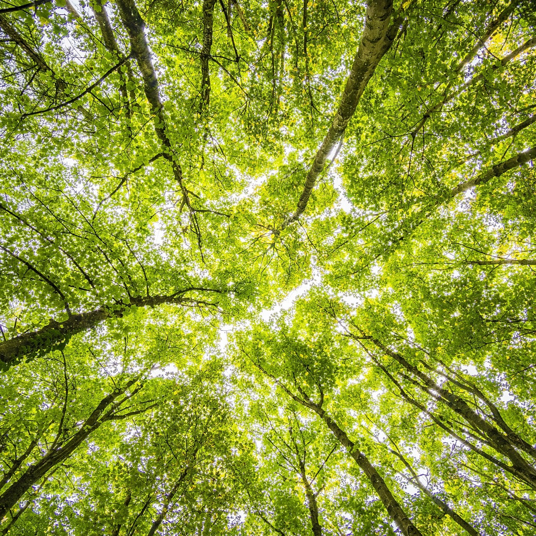 Light leaks through trees