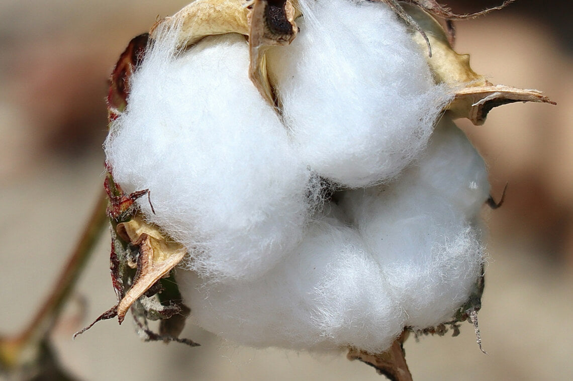 Peruvian
