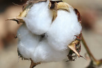 Peruvian Valley Cotton