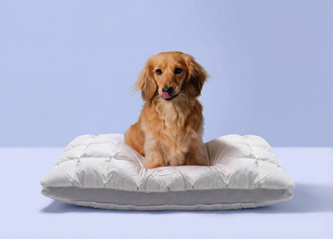 PlumZen™ Goose Down Pillow