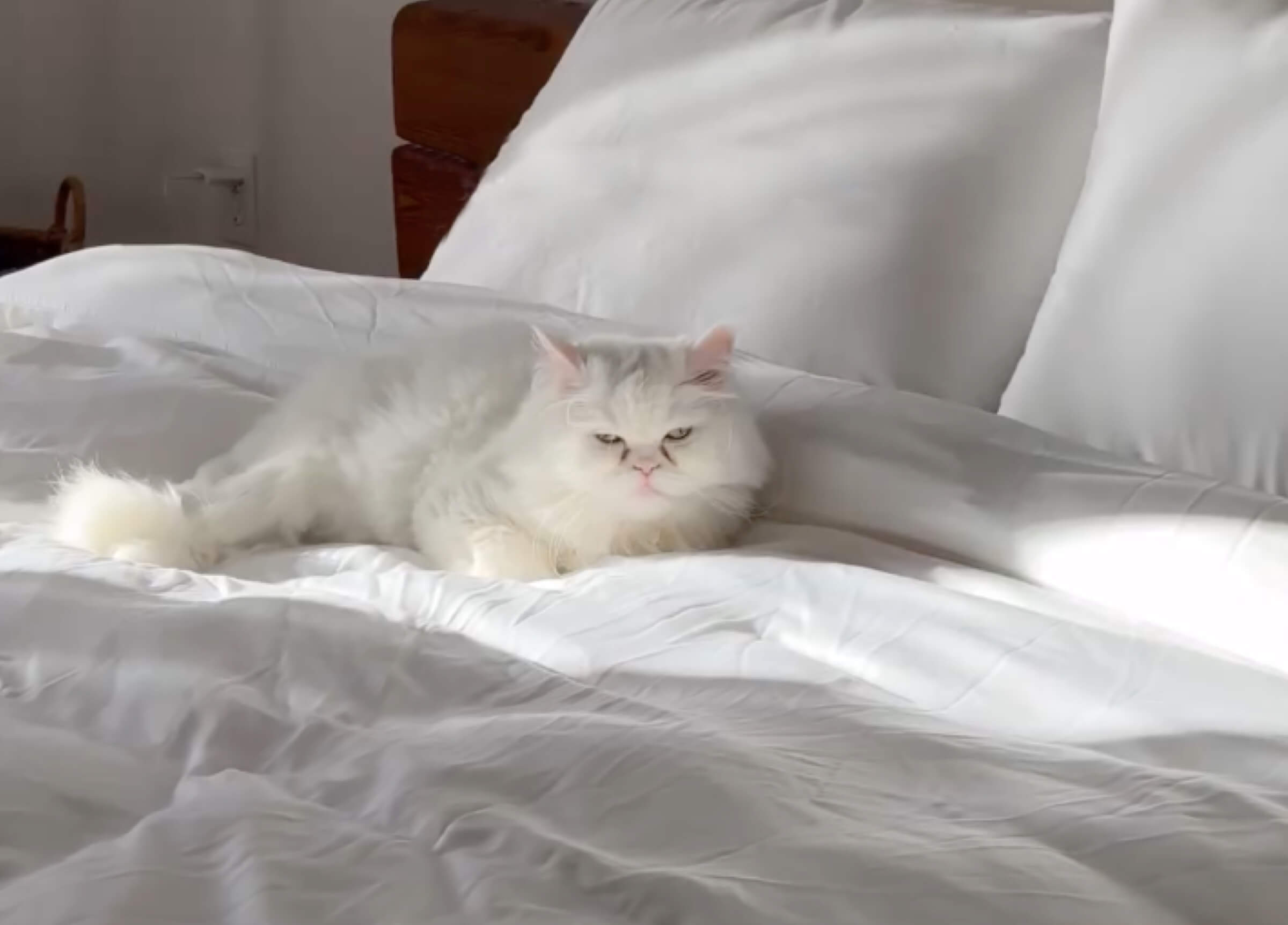 Heavyweight Silk Duvet Max