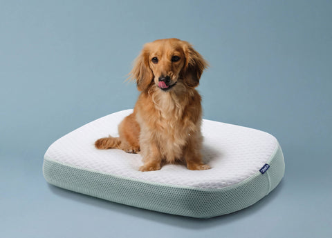 MintZen™ Silicone Foam Pillow