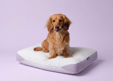 PurpleZen™ Vegan Down Pillow