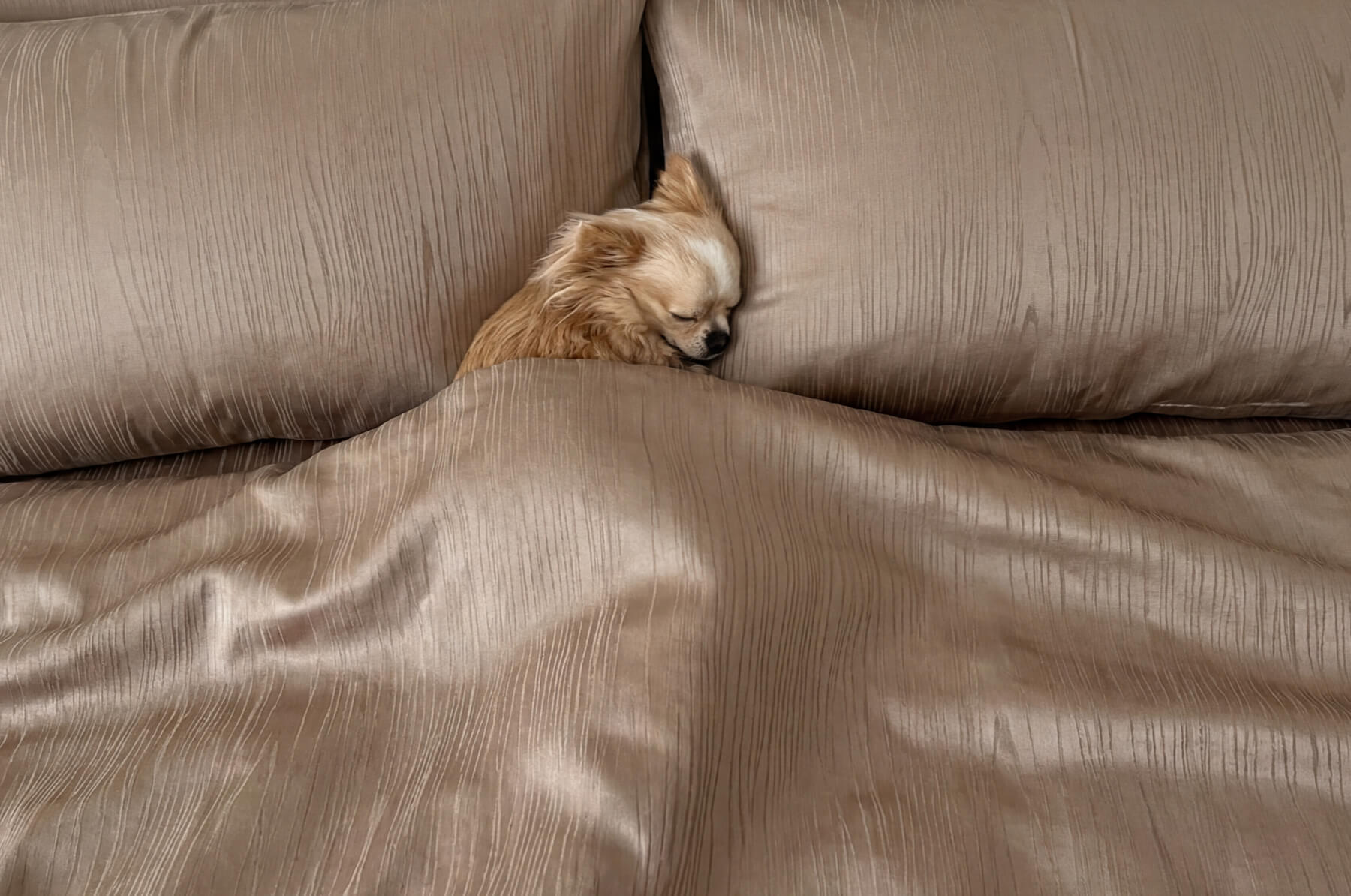 Made for Everyday Sleep