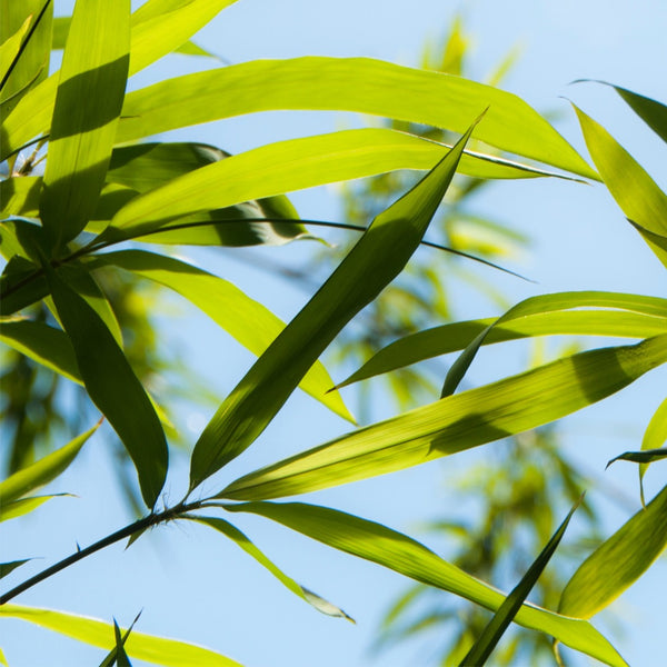 bamboo leaves