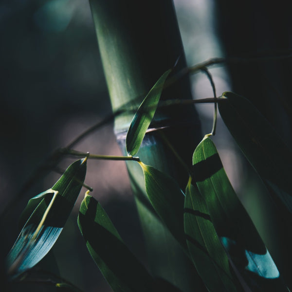 bamboo leaves in shadow
