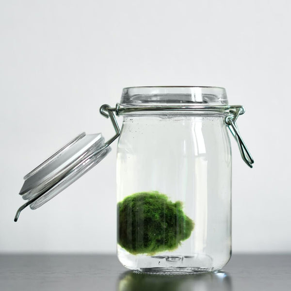 seaweed in a glass bottle