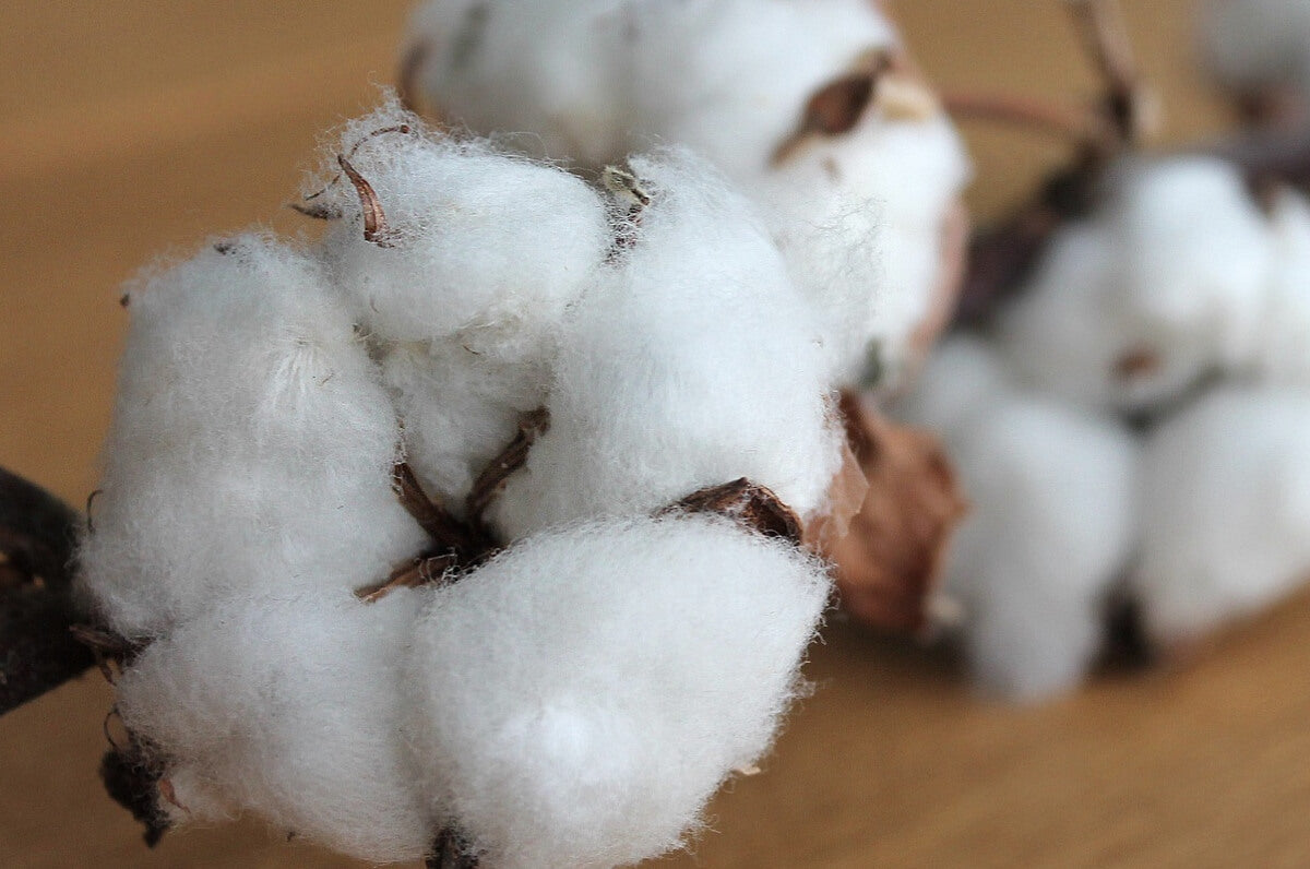 Sun-Kissed Australian Cotton