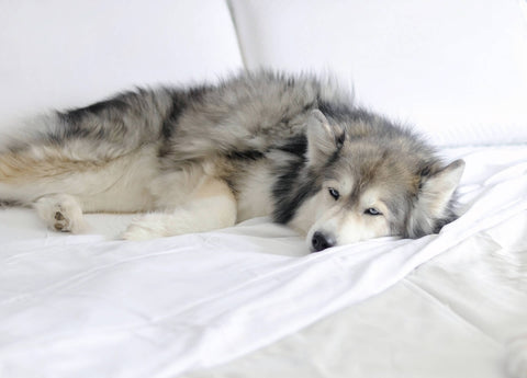 Alaskan Snow  Duvet Cover - Final Sale